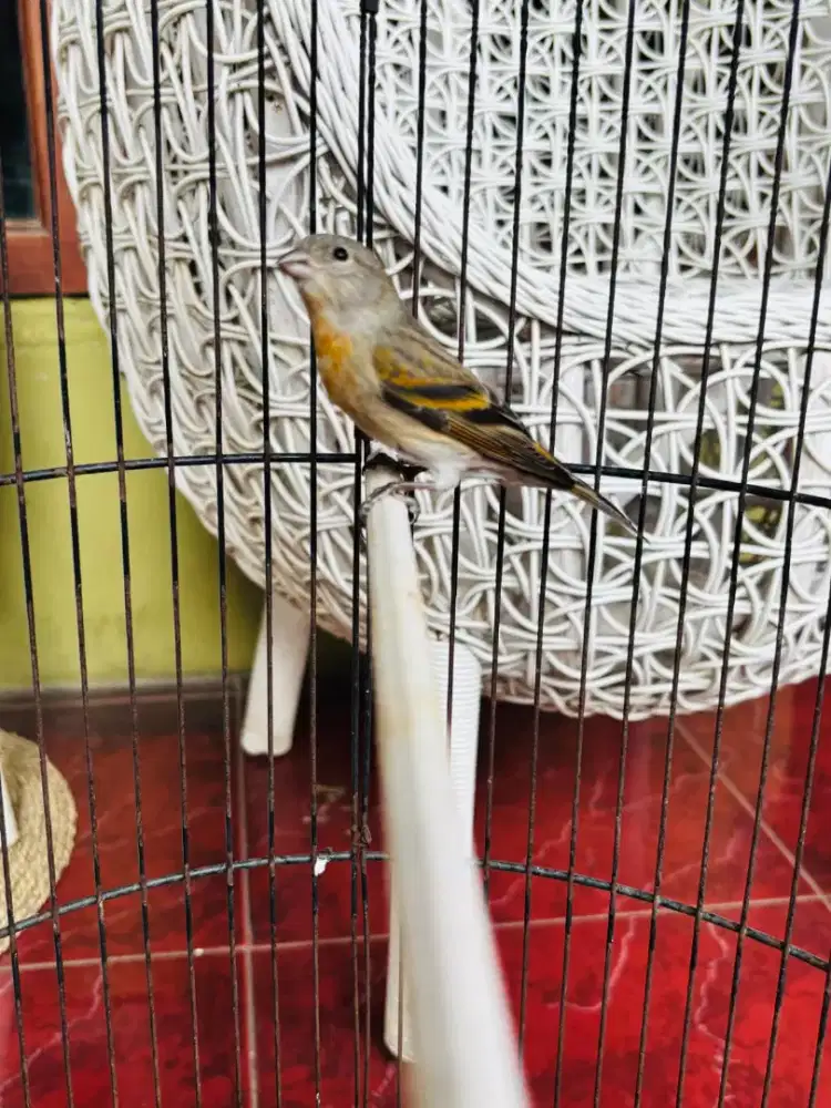 Mule Siskin Rajin Bunyi