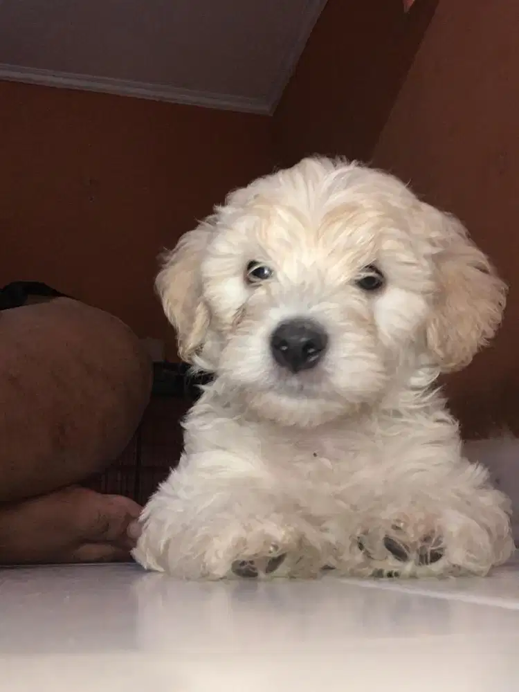 Ready Tiny Poodle