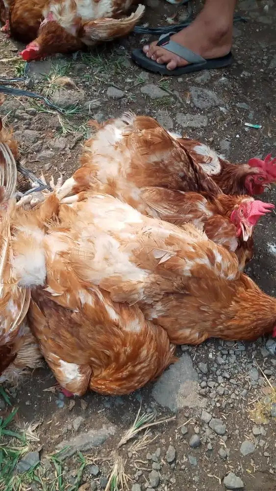 Ayam Merah Potong Hidup Segar