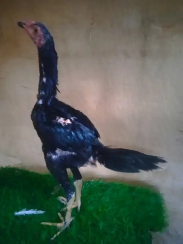 Ayam bangkok 4 bulan