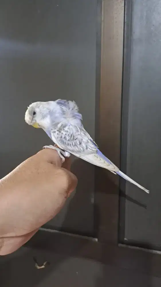 Burung Parkit Jepang - Sakura Hagoromo