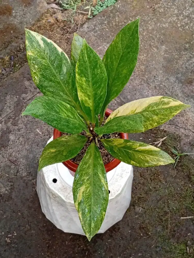 Anthurium Jemani Cobtik Varigata