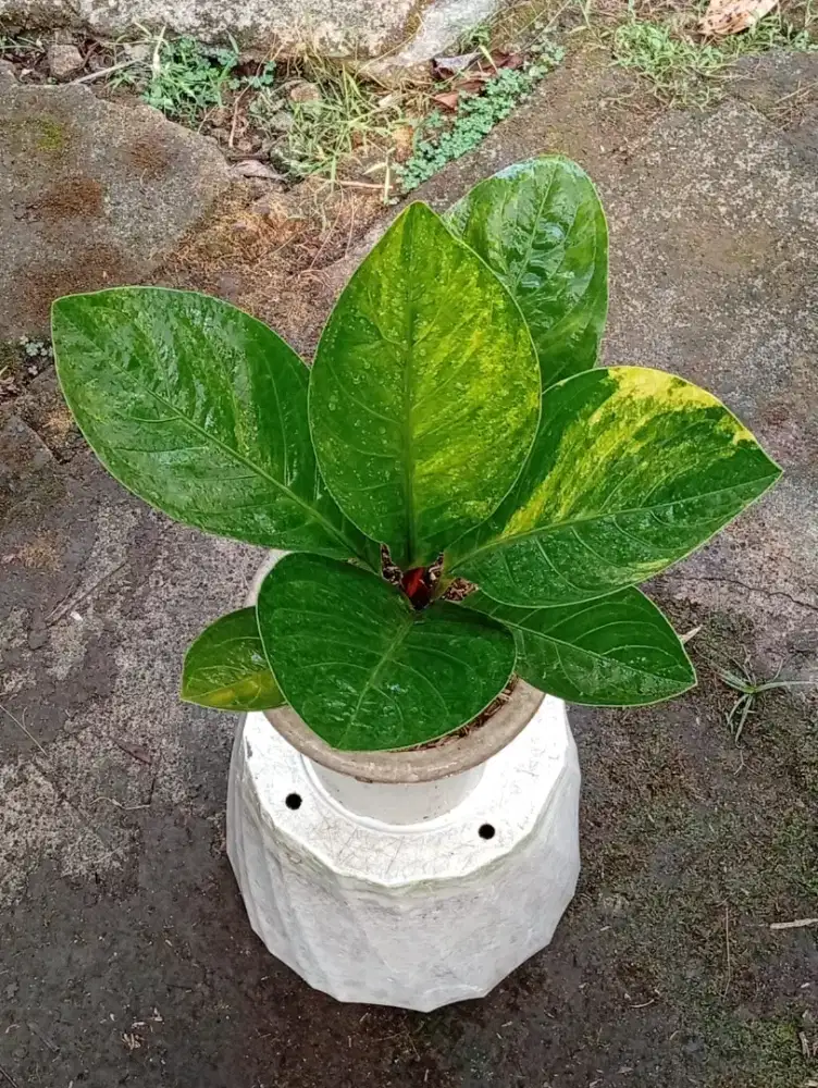Anthurium Jemani Varigata