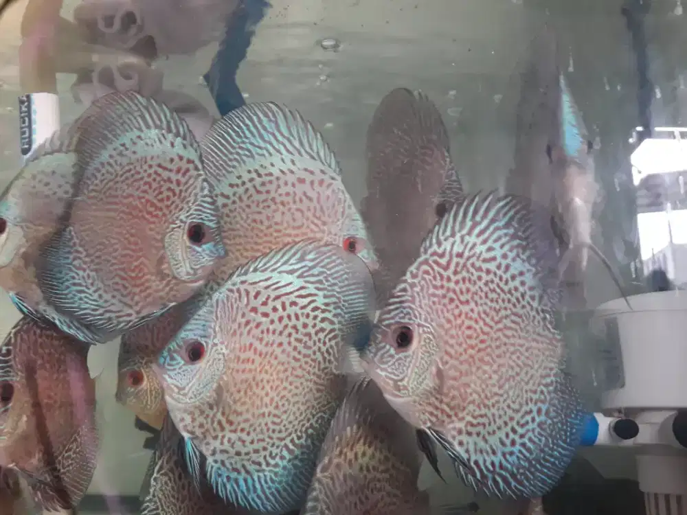 Jual ikan discus blue scorpion