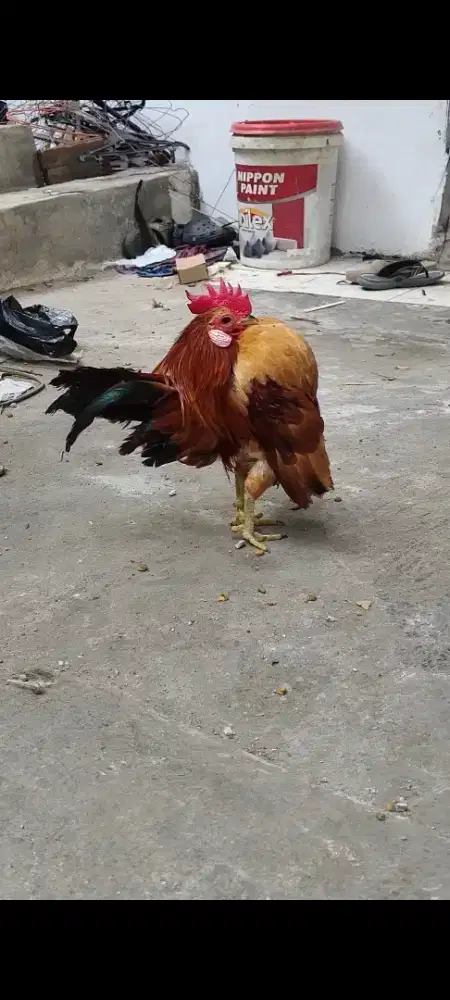 Ayam Serama berkualitas