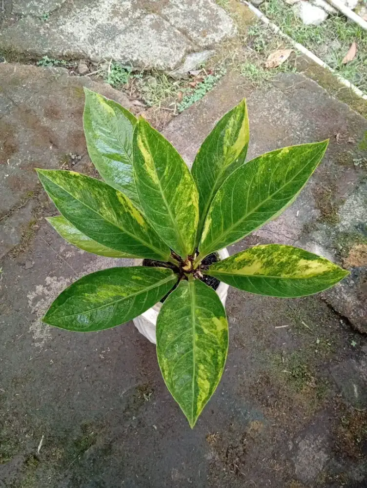 Anthurium Jemani Varigata