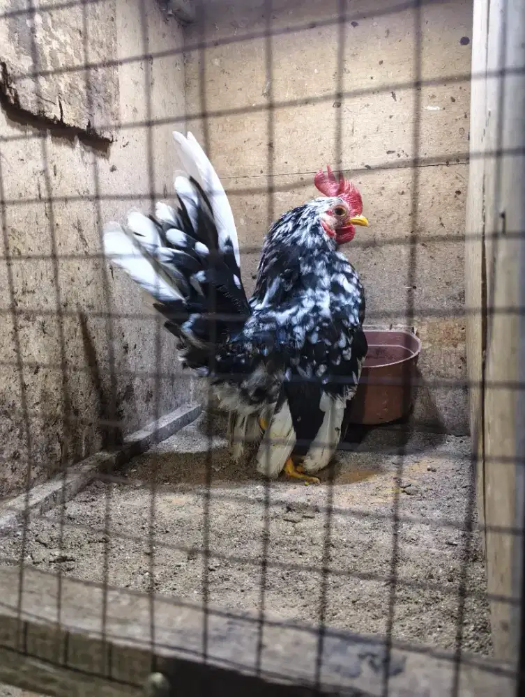 Ayam Serama warna rinting/blorok
