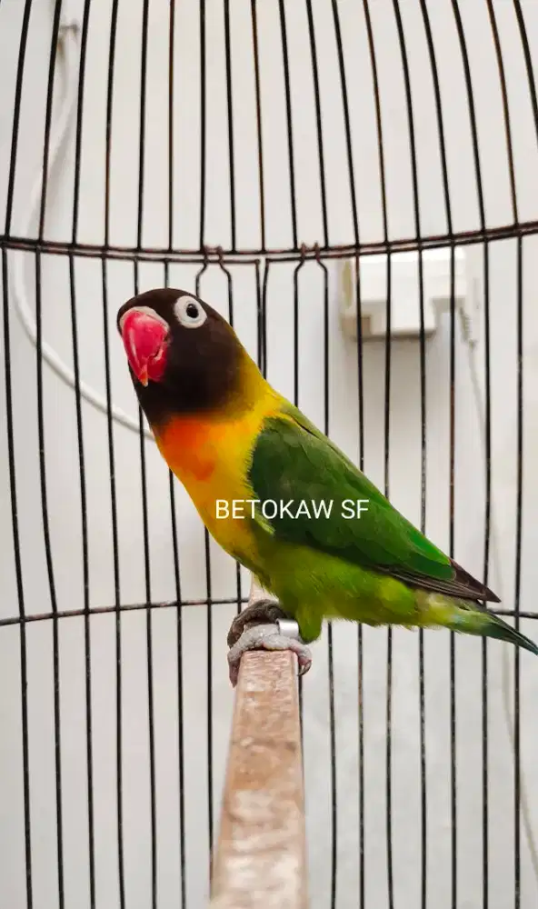 Lovebird Jinak Mapan
