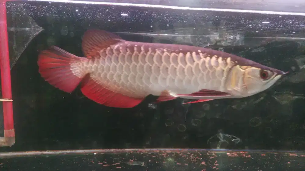Arwana Golden Red HB