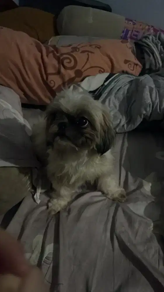 Anjing betina shittzu