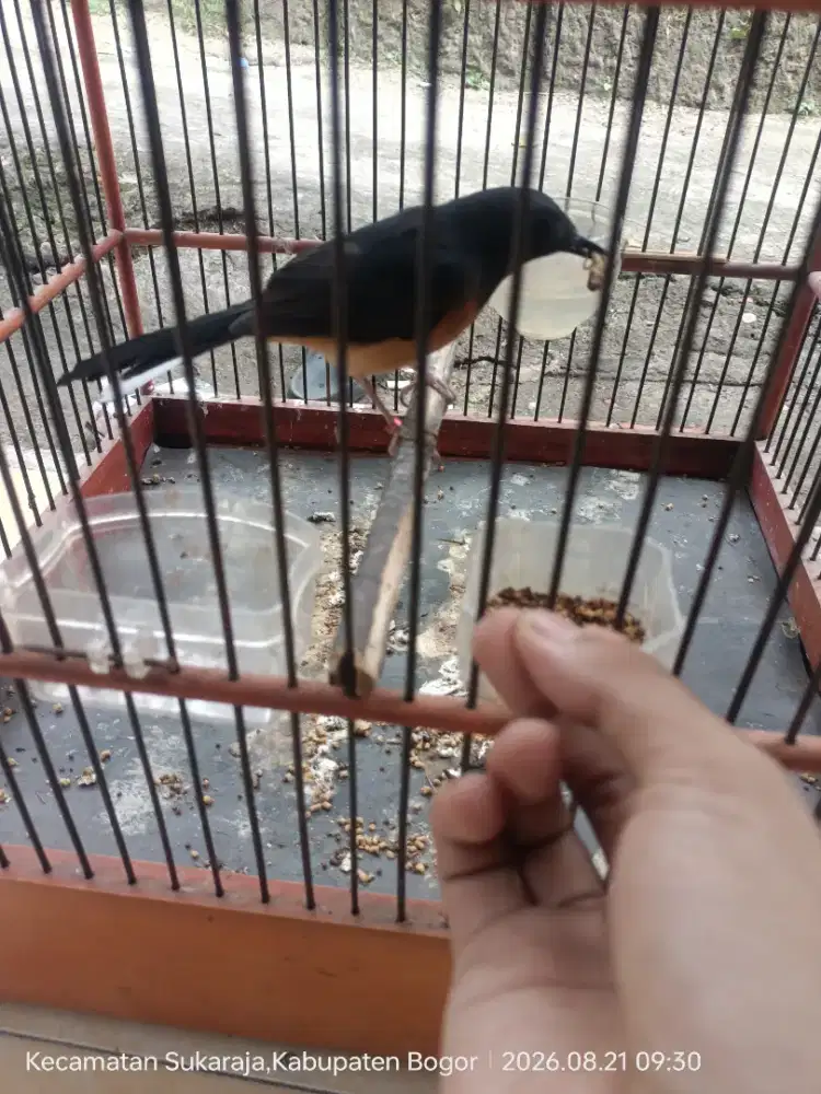 Murai Batu betina Jinak
