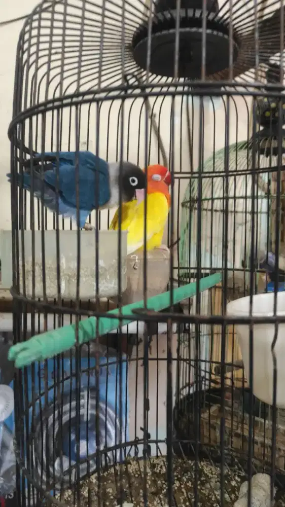 LOVEBIRD INDUKAN