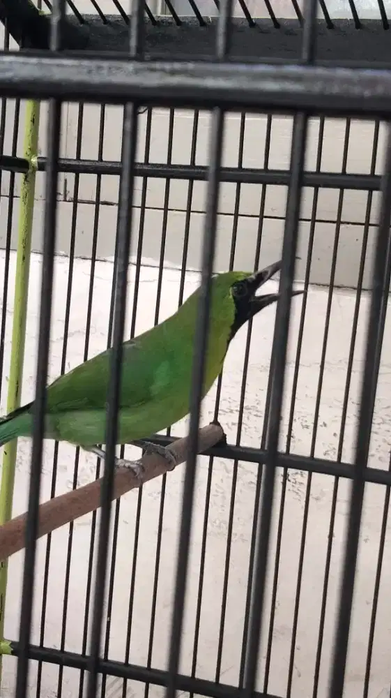 Jual kandang dan isi nya..
