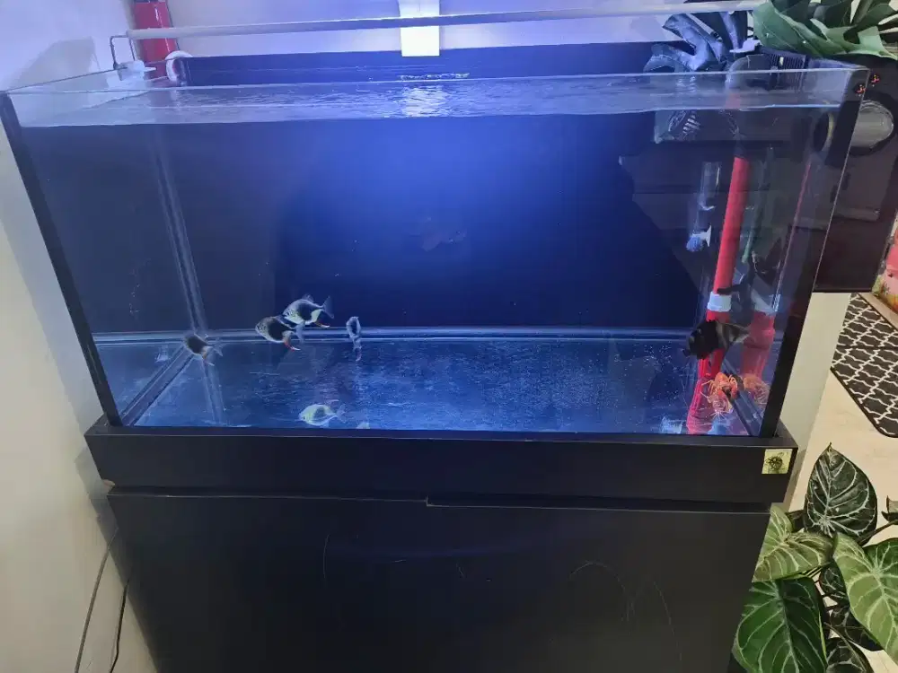 Aquarium 80cm+Caninet