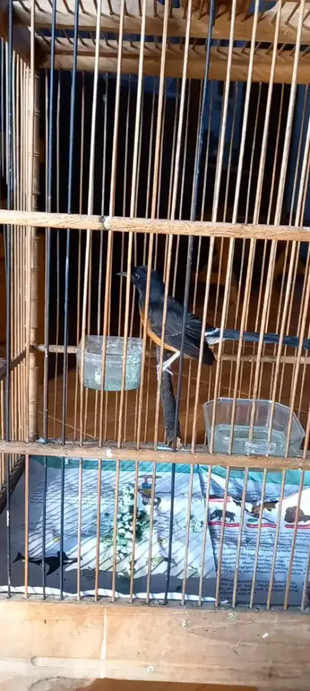 Murai batu betina siapan body besar