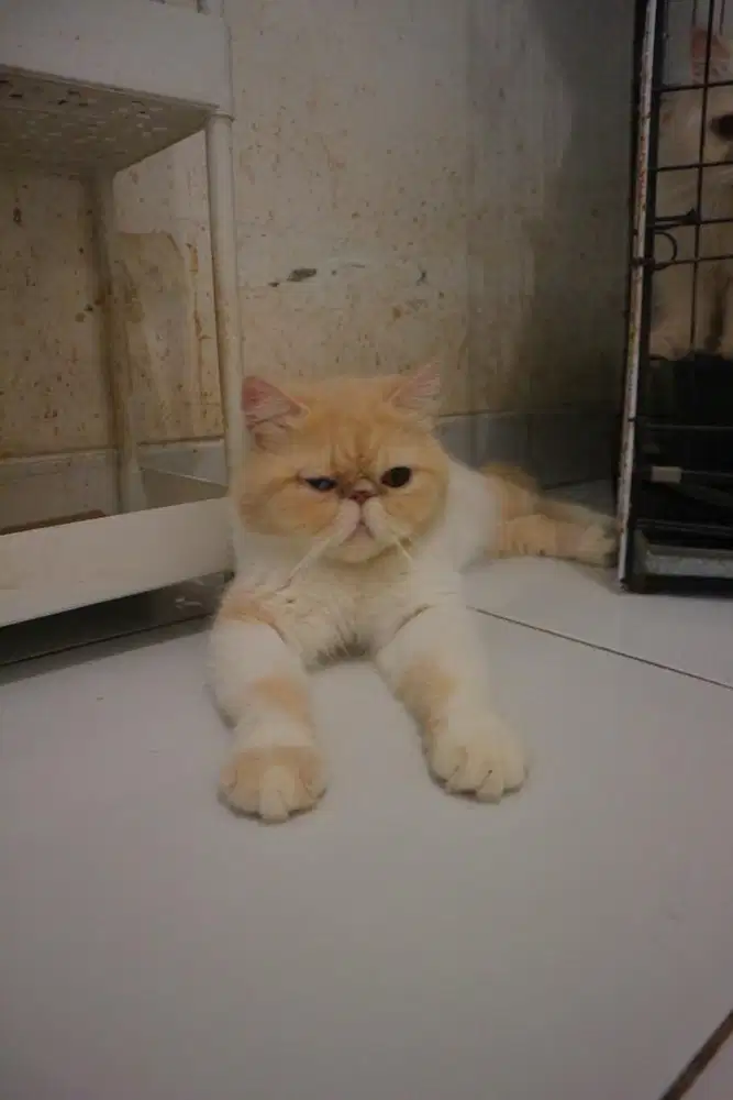 kucing persia peaknose betina