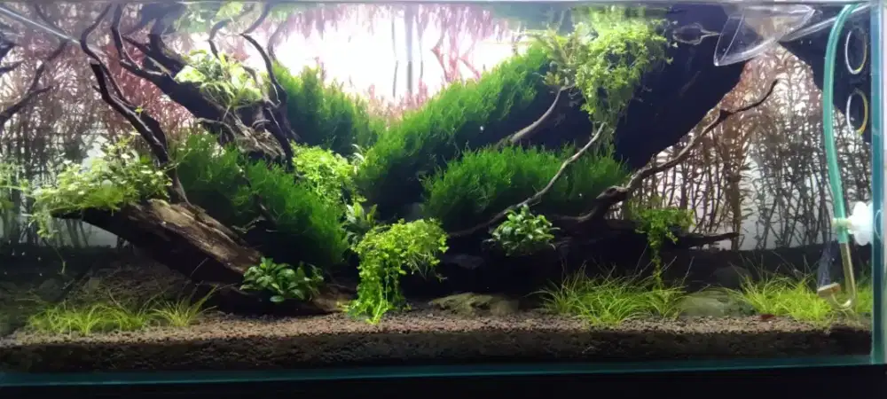 Aquascape, sudah meturr, dapat full sett nya