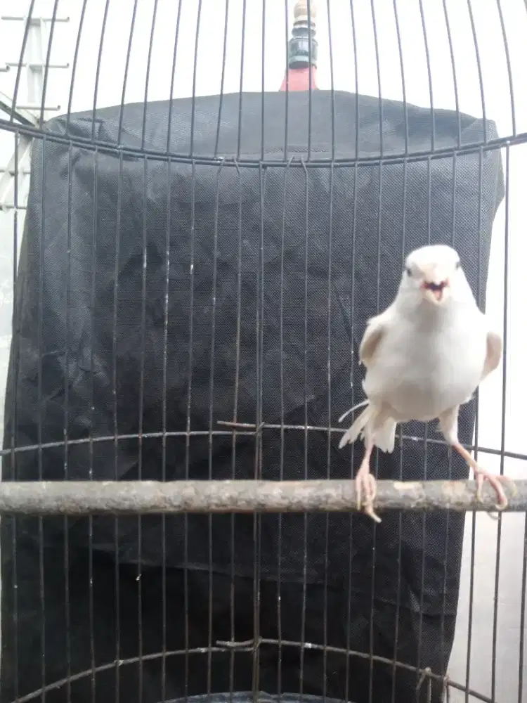 Kenari putih ngacor