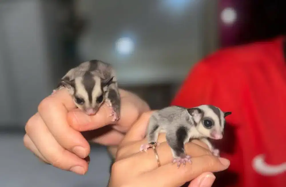 Sugar glider leucistic joey