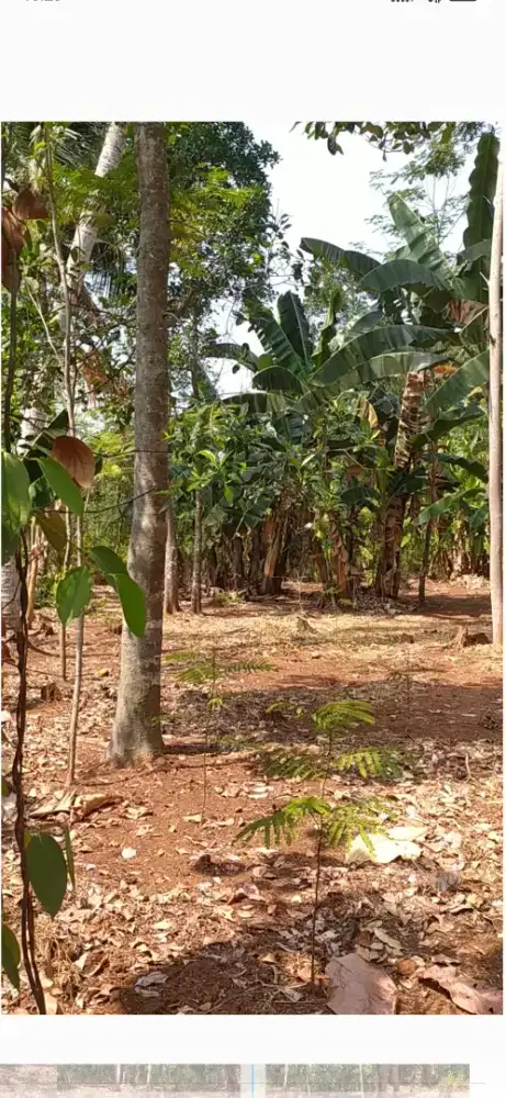 Tanah kebun dan sawah pribadi