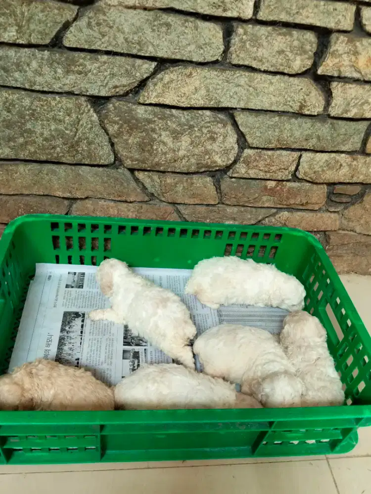 White Toy Poodle