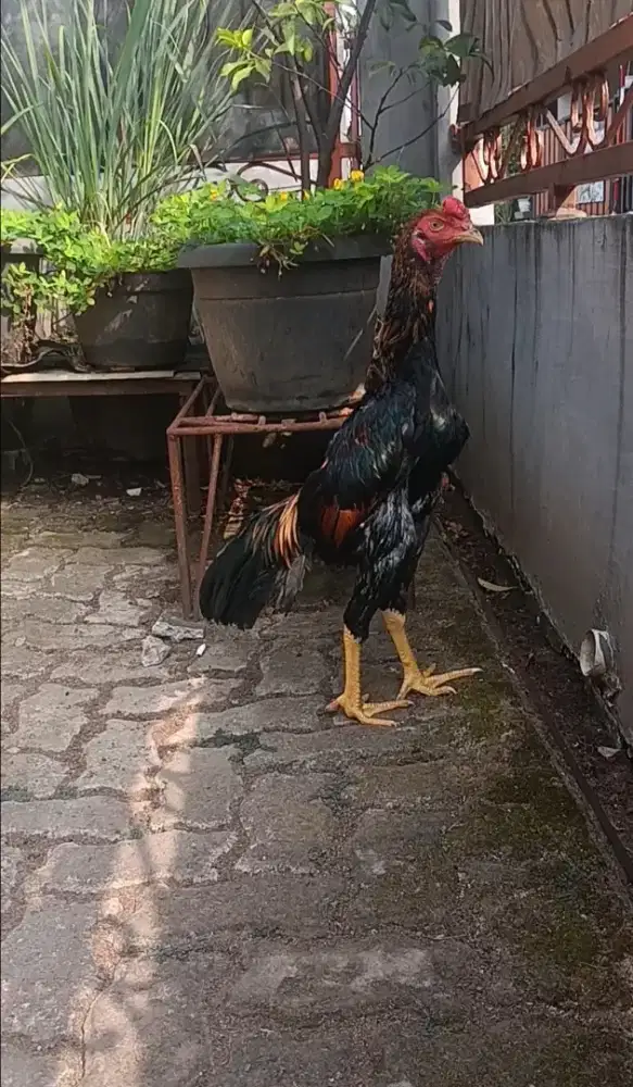Ayam bangkok muda brazillian x shamo