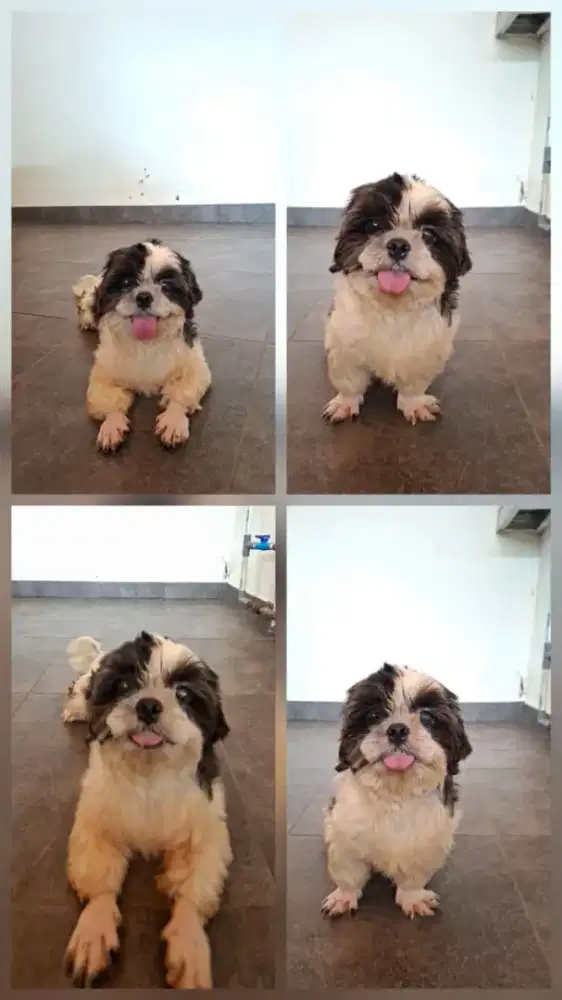 Shihtzu Jantan Dewasa