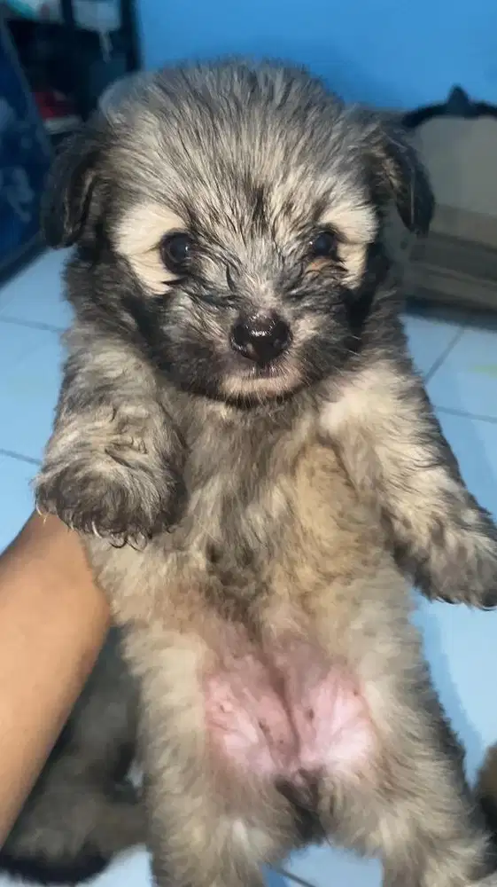 Shipom 2bulan jantan dan betina