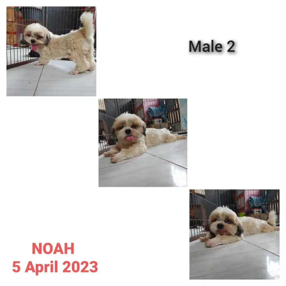 Shihtzu Stambum