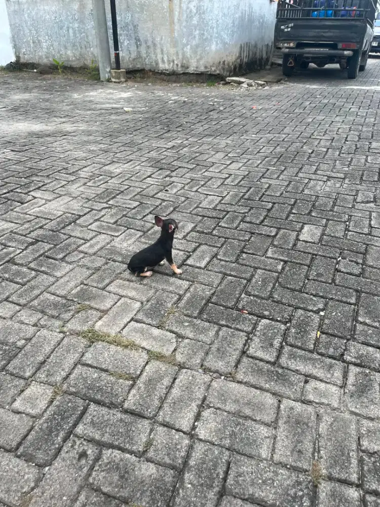 MINI Chihuahua cihuahua Medan