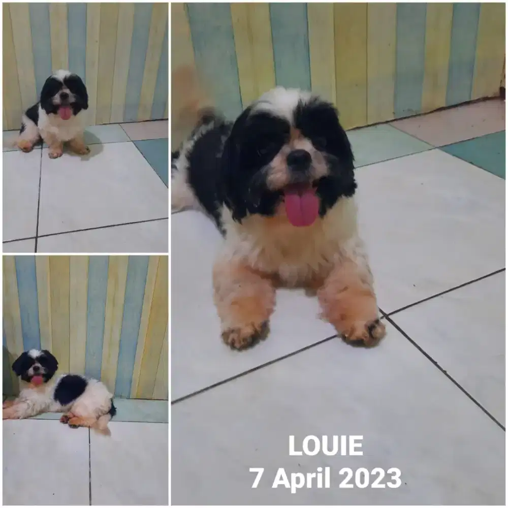MINI SHIHTZU JANTAN