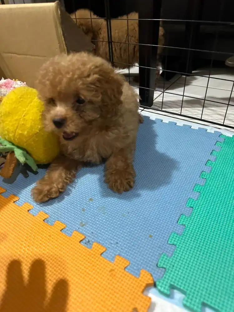 Tiny Toy Poodle