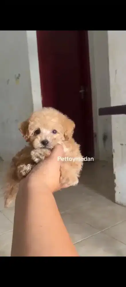 Maltepoo maltipoo Mini medan