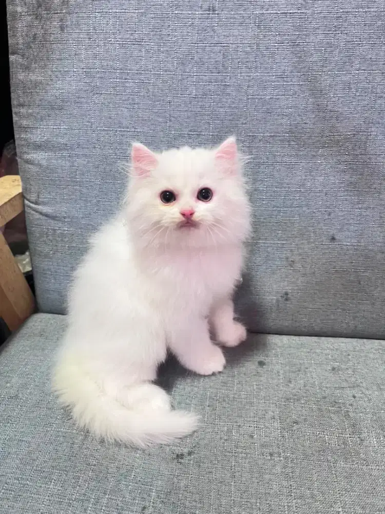 kucing kitten anakan anggora persia peaknose ragdoll himalaya munchkin