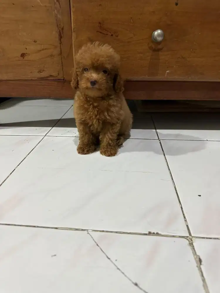 Pure Tiny Toy Poodle