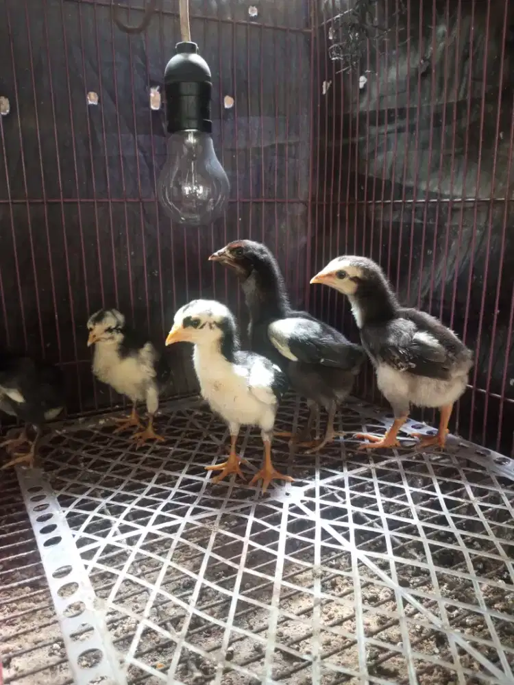anak ayam bangkok mangon