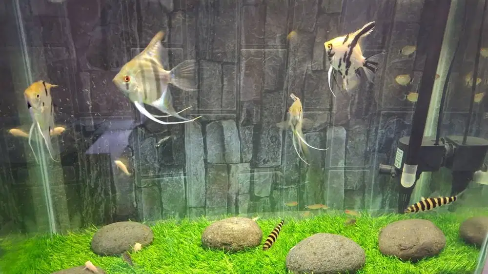 borongin ikan hias 30 ekor