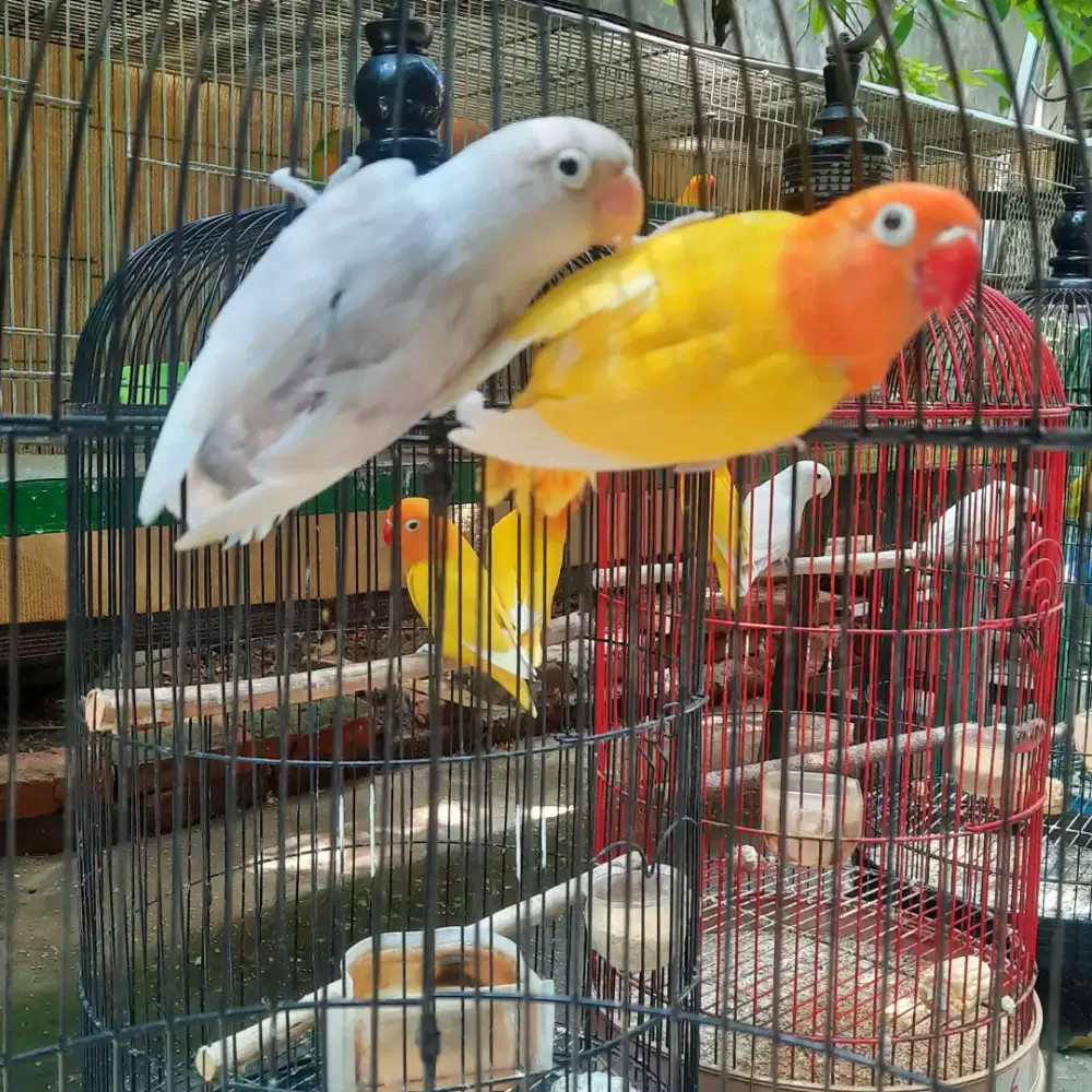 Sepasang lovebird lutino dan pastel putih