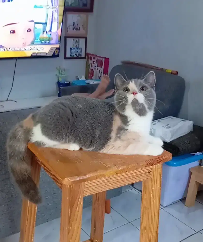 BRITISH SHORTHAIR / BSH CALICO DILUTE