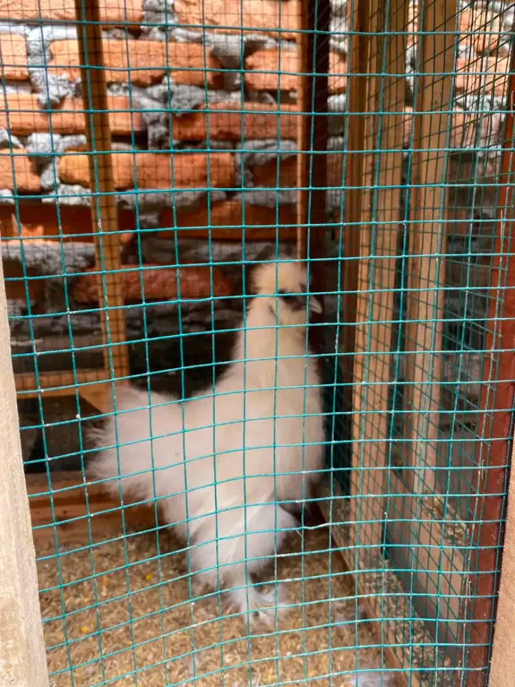 Jual ayam hias american silkie/silky