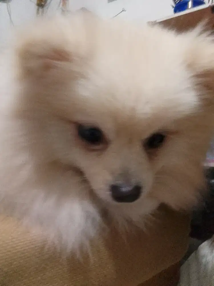 Disemihibah minipom betina
