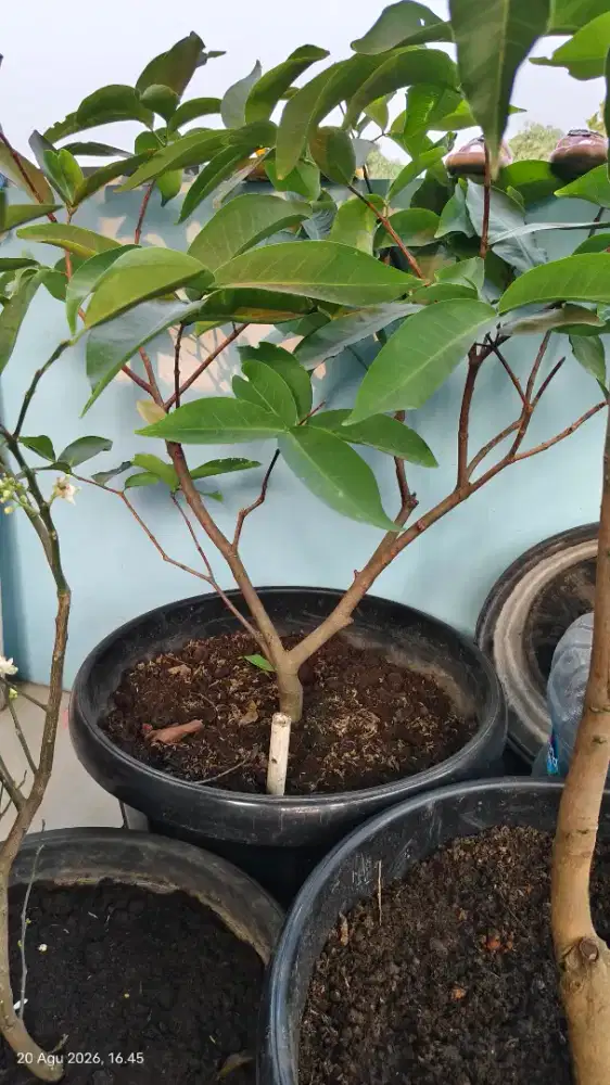 Bibit mangga dan jambu air okulasi
