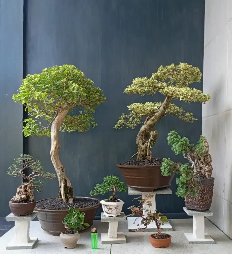 Jual borong murah bonsai hias cantik