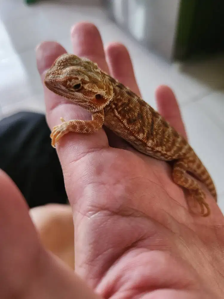 Bearded Dragon LB