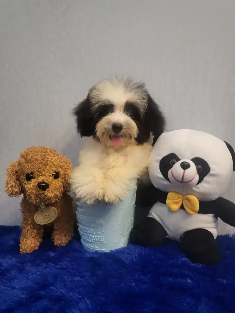 Poodle Parti panda tiny (teacup)