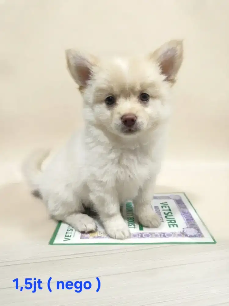 Jual murah minipom