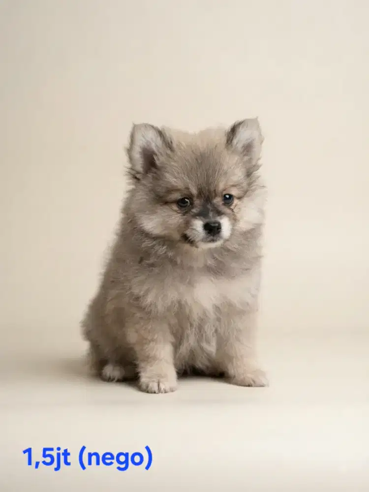 Jual murah minipom 1 bulan