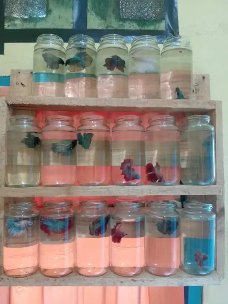 Jual ikan cupang HM rostail 15k tinggal pilih