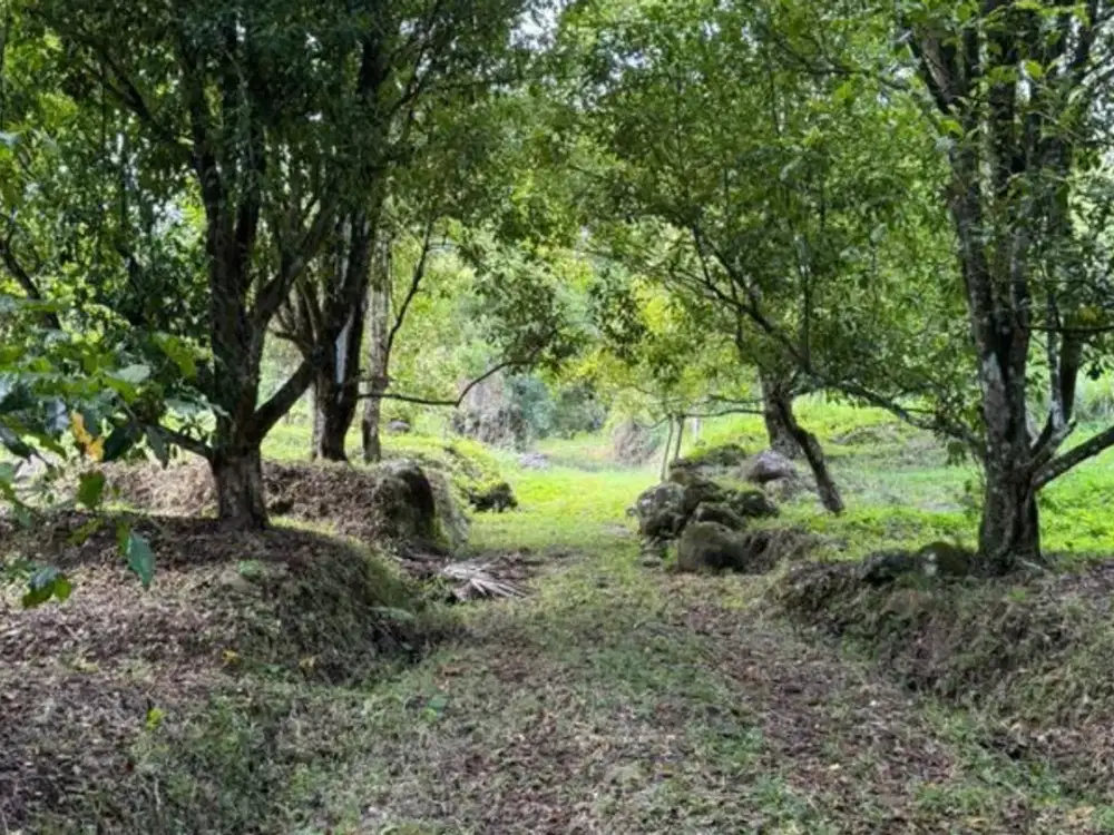 TANAH TIGAWASA LOVINA BULELENG