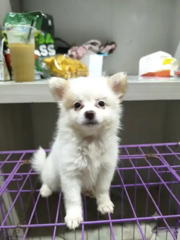 Jual murah pupy minipom